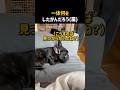 一体何をしたがんだろう(震)