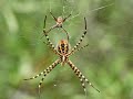 Araña Argiope Trifasciata