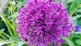 庭园花卉 大葱花allium Youtube