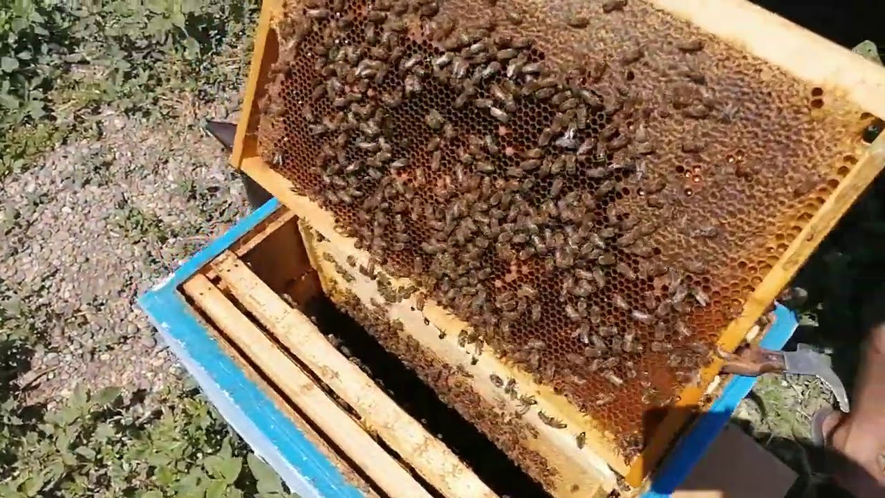 Как отличить матку. Домик для маточной пчелы. Матка в улье. Матка в пчелином гнезде. Пчеловодство для начинающих от а до я.