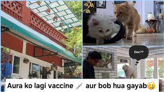 Aura ko Lagi Vaccine 💉 Aur Bob Hua Gayab🥲 #meowmeade #catvlogs #persiancat