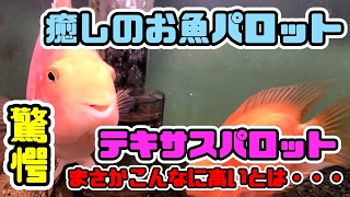 癒しのお魚パロット 珍しいテキサスパロットの飼育経緯 アクアリウム Youtube 癒しのお魚パロット 珍しいテキサスパロットの飼育経緯 アクアリウム Youtube