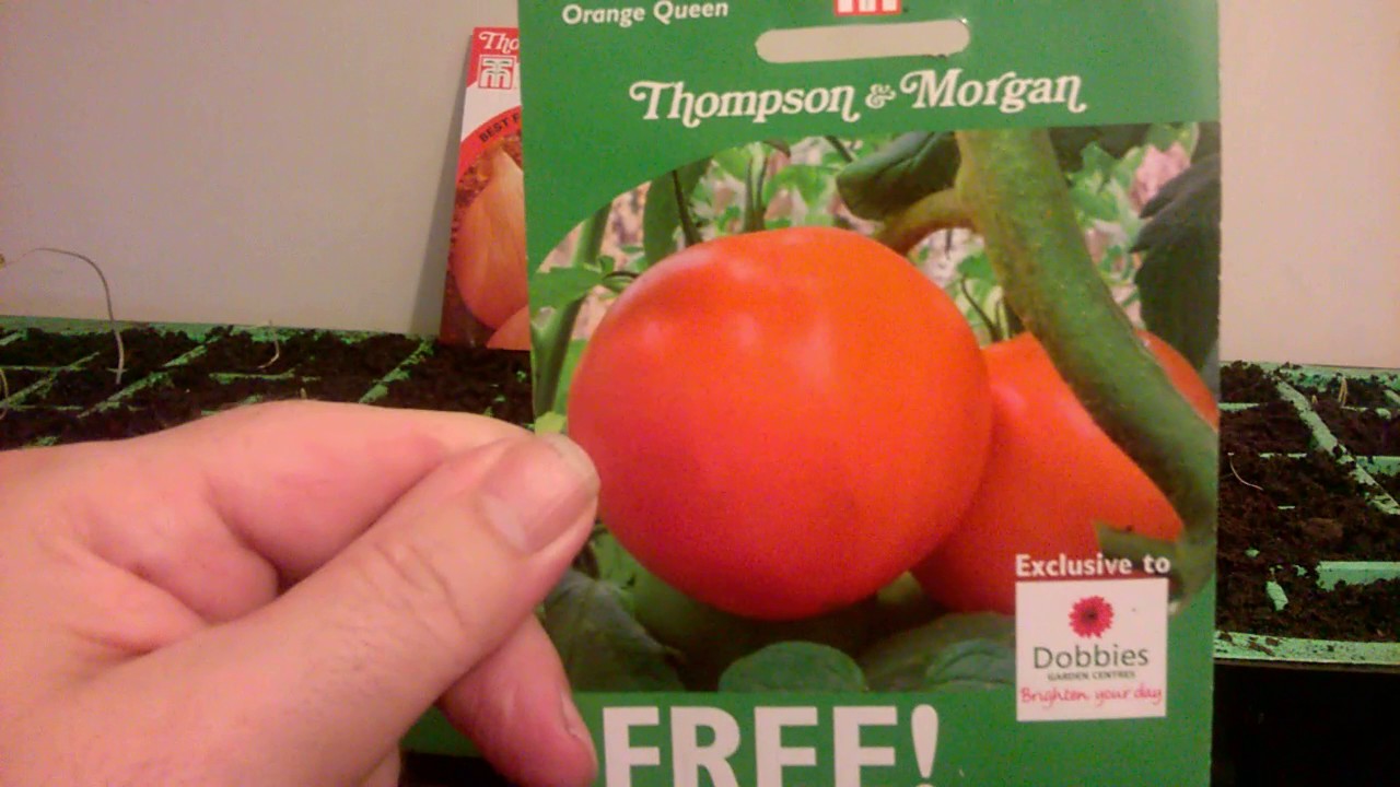 Garden Patio Vegetable Seeds Vegetable Tomato Ailsa Craig 200 Seeds Bortexgroup Com