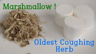 Benefits of Marshmallow Root. Uses of Marshmallow for Dry Coughing, Mucus System. Marshmallow Tea