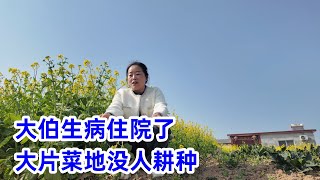 大伯生病住院大片菜地无人耕种委托公婆打理我家菜地规模变大了