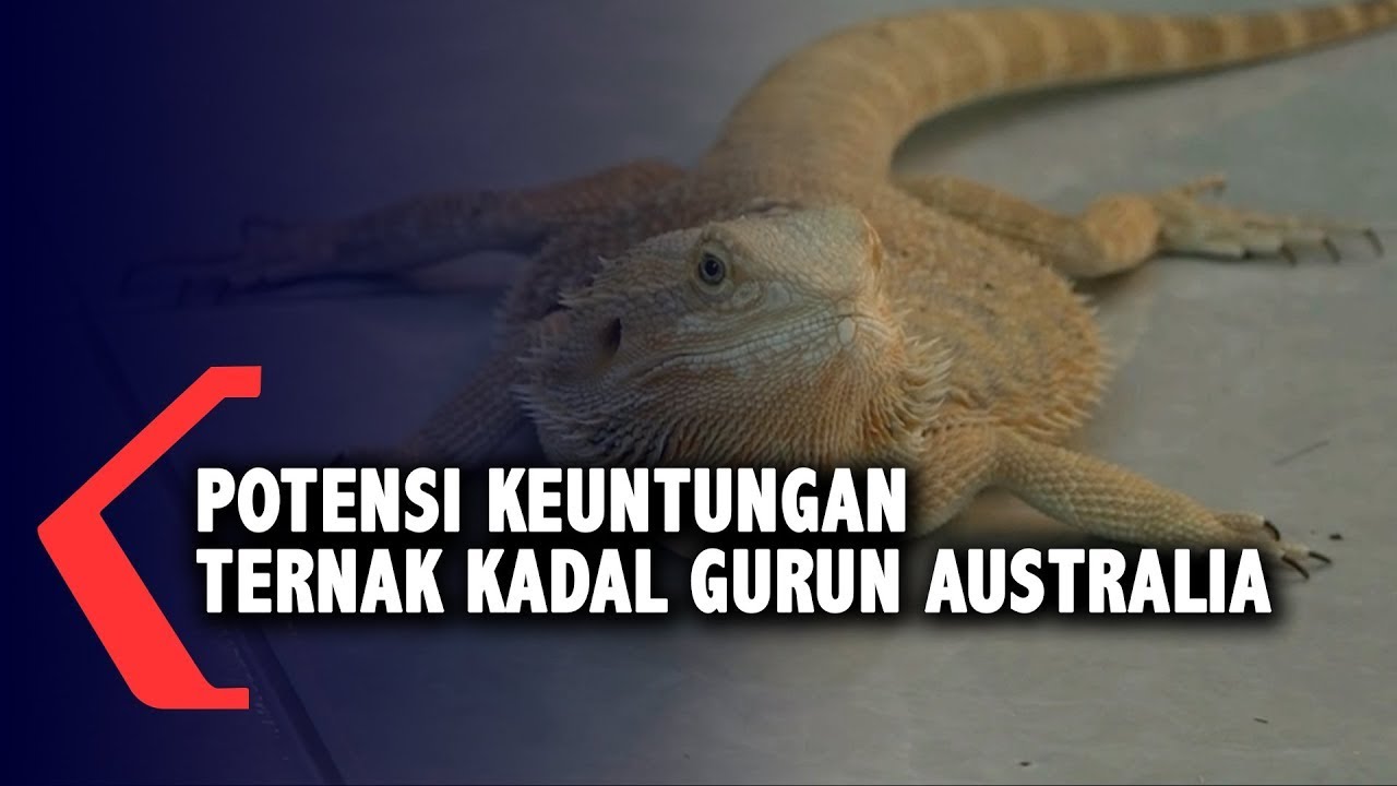 Potensi Keuntungan Ternak Kadal Gurun Australia 