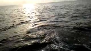 Whale watching Rhode Island