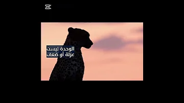 الوحدة ليست عزلة بل مساحة لصقل القوة 