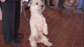 'William'  Break a Leg,  Glen of Imaal Terrier