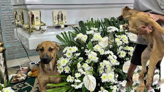 Full video of my mom’s dog grieving 😭 #dogsbestfriend #bestdog #unothedog