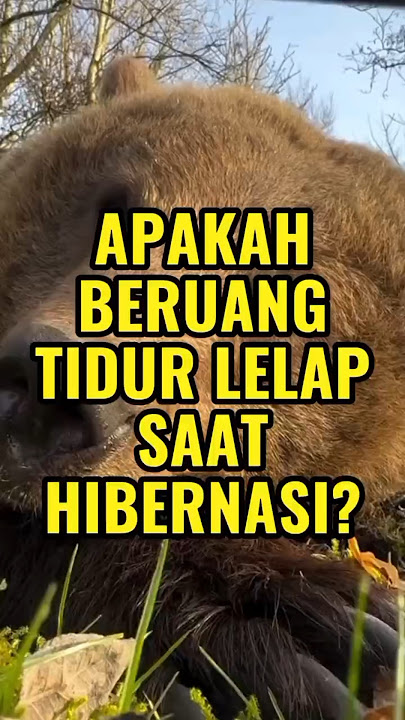 Apakah Beruang Tidur Lelap saat Hibernasi?
