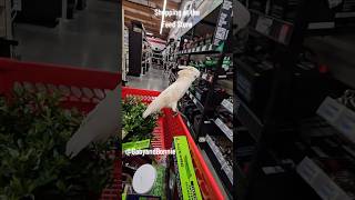 Baby bird is shopping with me. She is too helpful! #birds #bird #funnypets #babyandbonnieyt