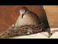 ROLINHA FOGO APAGOU Cantando no Ninho - Columbina squammata - Scaled Dove - Brazilian Birds Singing