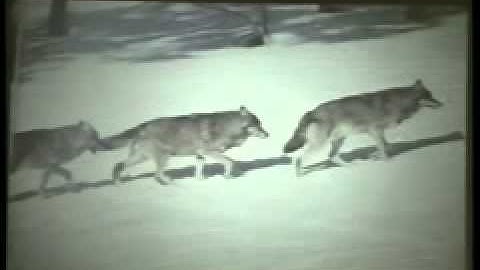 Coevolution of Predator Prey Relationships in Mammals: Do Legs Support the Notion of the Arms Race?