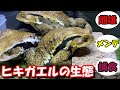 ヒキガエルの生態 オスとメス メンテナンス 捕食 ヒキガエル飼育環境 ヒキガエルの生態 オスとメス メンテナンス 捕食 ヒキガエル飼育環境