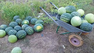 картинка: выращивание арбуза от а до Я