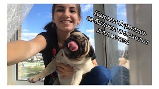 Как купить билет собаке на самолёт ? Как купить билет собаке на самолёт ?