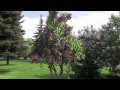 Сиреневый сад Колесникова / Lilac garden of Kolesnikov