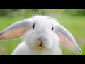 Animal Sounds (Rabbit) | Animal Voices for Kids | Rabbit Sounds