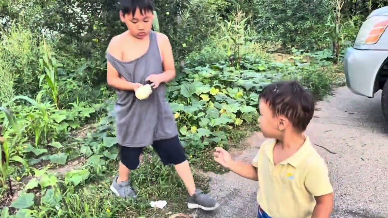 Me nyuam Hmoob meka mu des dib😅🥰#trending #farming #youtubeshorts #youtube #lifestyle #hmong #hmoob 