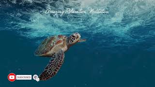 Turtle sea underwater | Beautiful music for relax | Underwater beauty relax