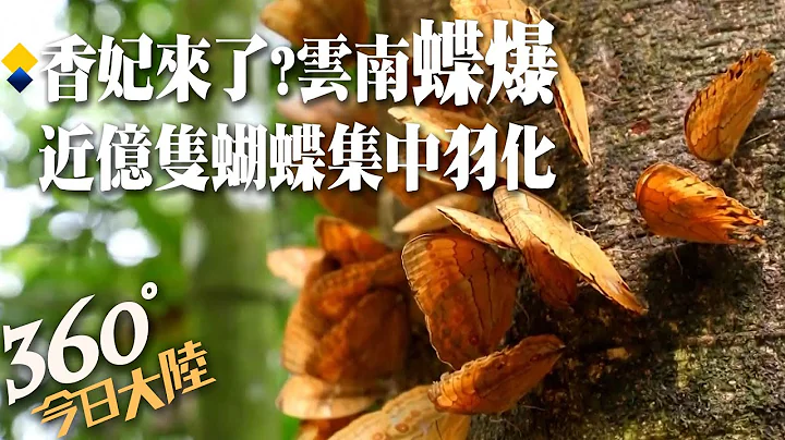 来看“蝴蝶大爆发”!云南红河近亿只蝴蝶齐羽化超壮观 网友笑：这波大概需要10万个"香妃"【360°今日大陆】20230601@Global_Vision - 天天要闻