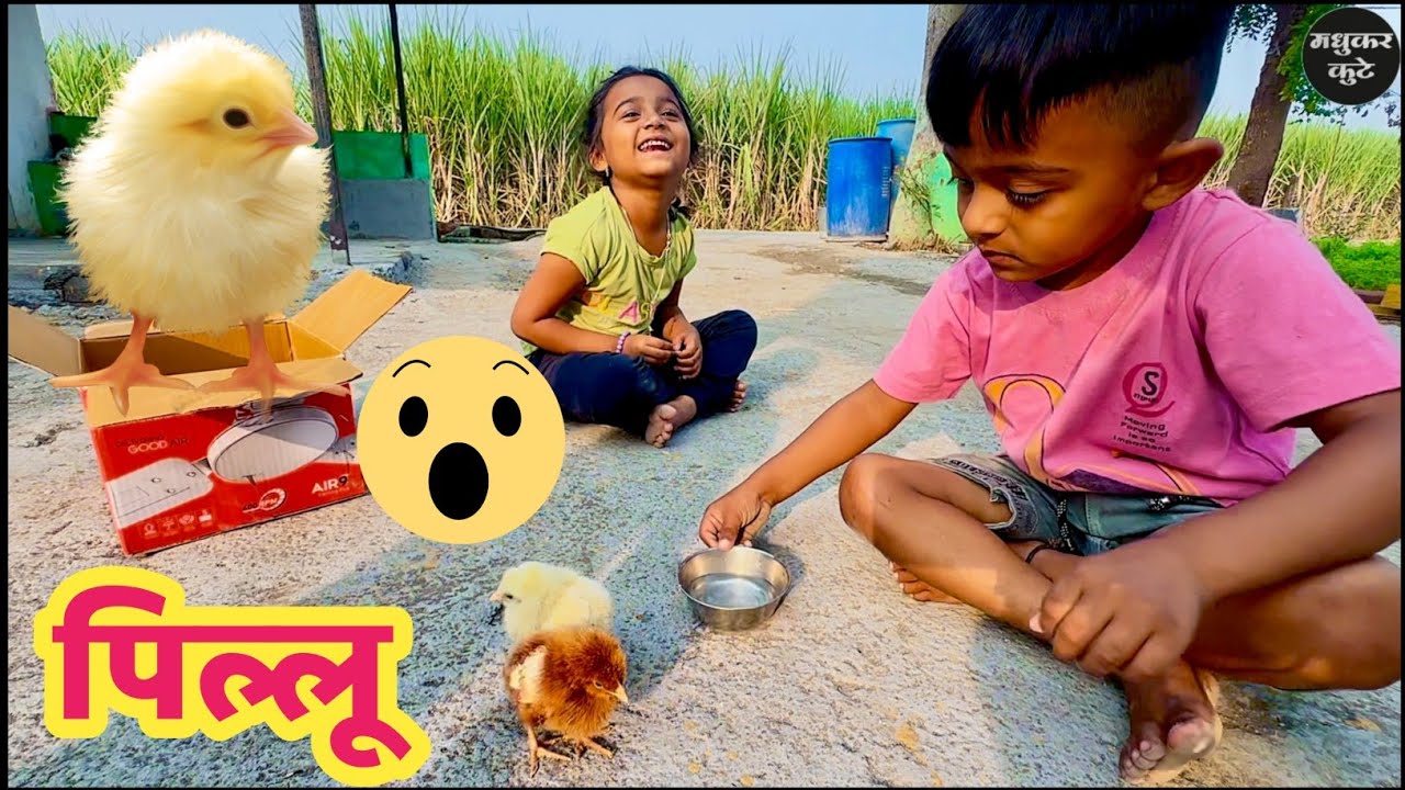कोंबडीचे पिल्लू (Chicks) पळून गेलं 🫢