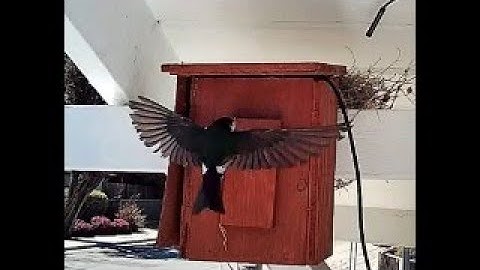 Violet-green swallow nestbox