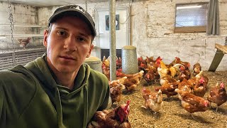 100 КУРЕЙ за 140 000грн, ЦІНА на яйця, ЧОМУ корови НЕ ДОЯТЬСЯ? Ферма у Швейцарії