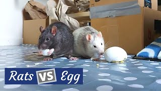 Pet Rats Eating: Hard Boiled Egg