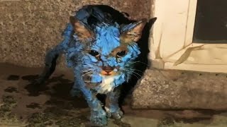 A stray kitten was splashed with paint, in pain he asked every passerby for help