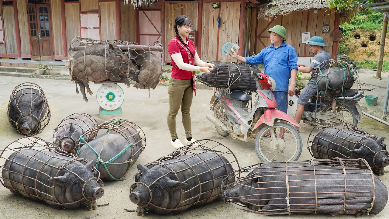 Buy Many Ducks And Pigs From Farmer Use 3-Wheeled Truck Goes To Market Sell - Farm Life