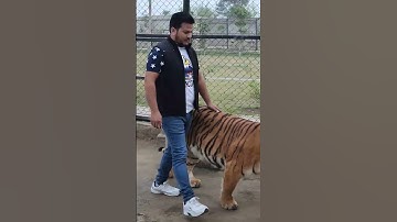 Big Bengal Tiger | Nouman Hassan | #tiger #lion #pakistan