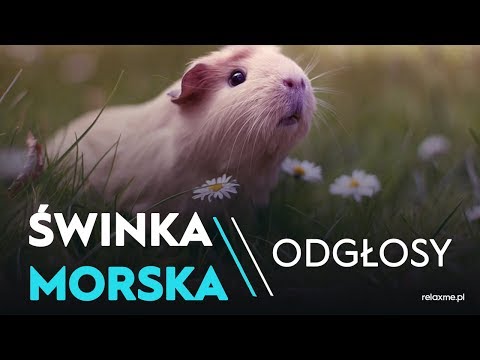 Wideo: 17 szczeniąt, które witały świnki morskie w swoich paczkach