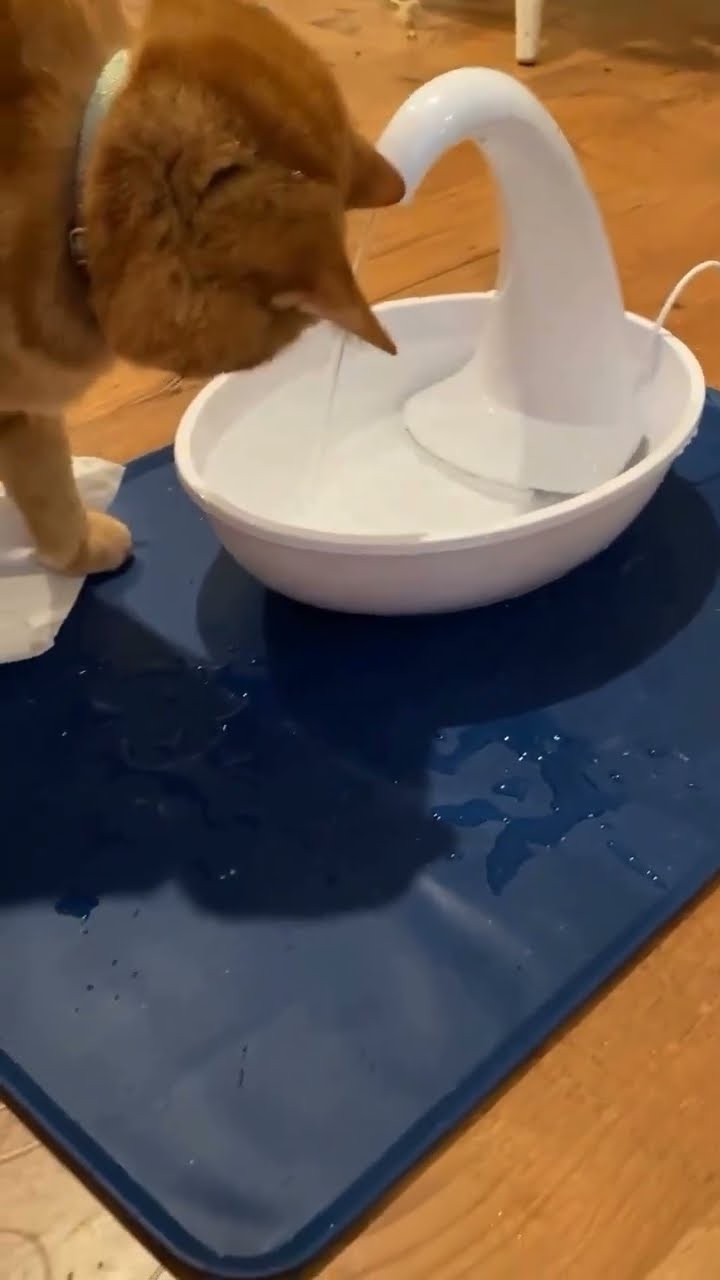 Très drôle le chat