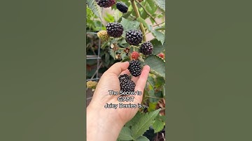 The Secret to Growing Giant Juicy Blackberries #blackberries #backyardgarden