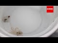 Little Octopus Hunts Fish for Food - Feeding Fish to Little Octopus | Timelapse &amp; Close-up
