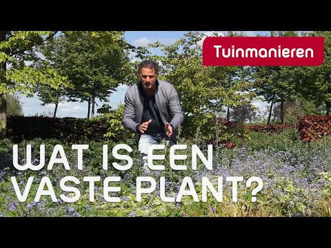 Video: Is Tamarisk een groenblijvende plant?