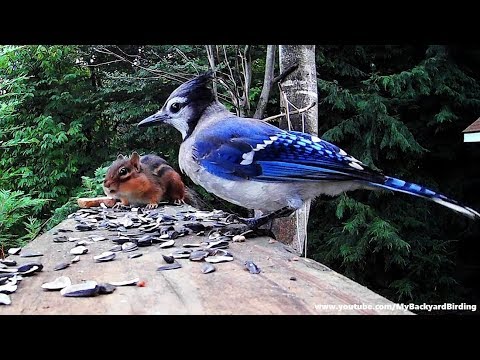 how-this-blue-jay-gets-revenge-on-chipmunk-is-hilarious