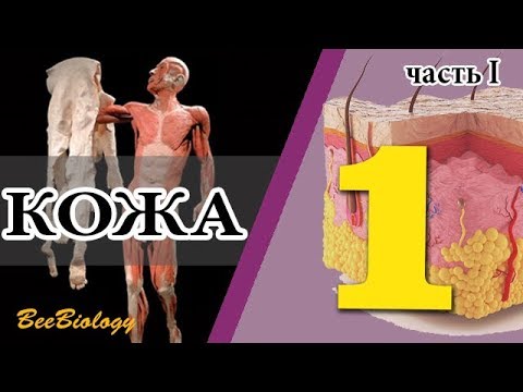 •КОЖА• строение эпидермиса кожи (часть 1)