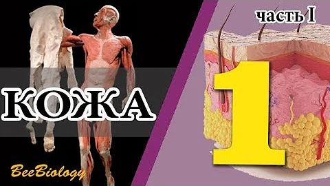 •КОЖА• строение эпидермиса кожи (часть 1)