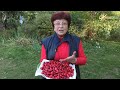 Кизил. Переваги органічного вирощування 🔴🌿