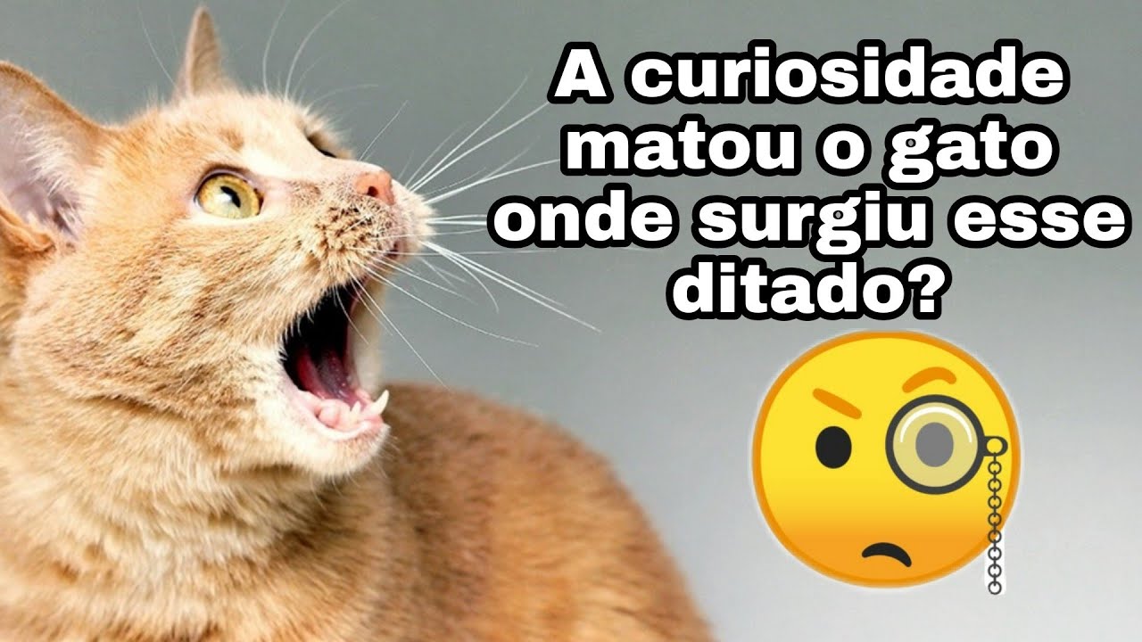 A curiosidade matou o gato onde surgiu esse ditado? - YouTube