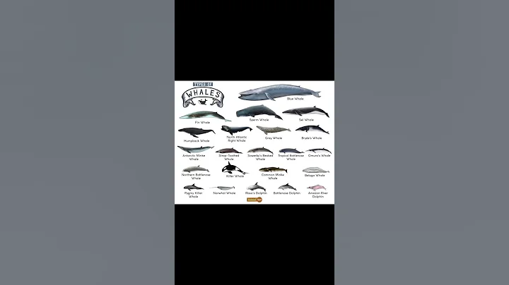 Killer Whale attack human. #shorts