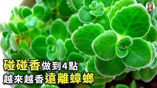 碰碰香養護高手都用這4招越養越綠夏天遠離蟑螂和蚊蟲|左手香|花花世界