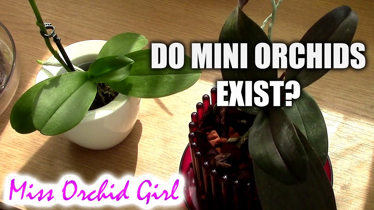 Q&A Do mini orchids exist? Will mini Phalaenopsis grow large? YouTube