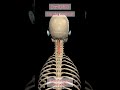Learning anatomy | Guess the Muscle Name and Action#anatomy #muscles #Physiotherapy