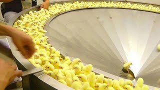 Incredible Broiler Chicken Farming - Poultry Farm. Amazing Modern Chicks Poultry Farming Technology screenshot 1