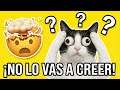 Datos curiosos sobre los gatos