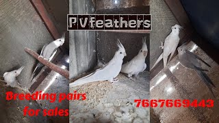 Cocktail breeding pairs for sales